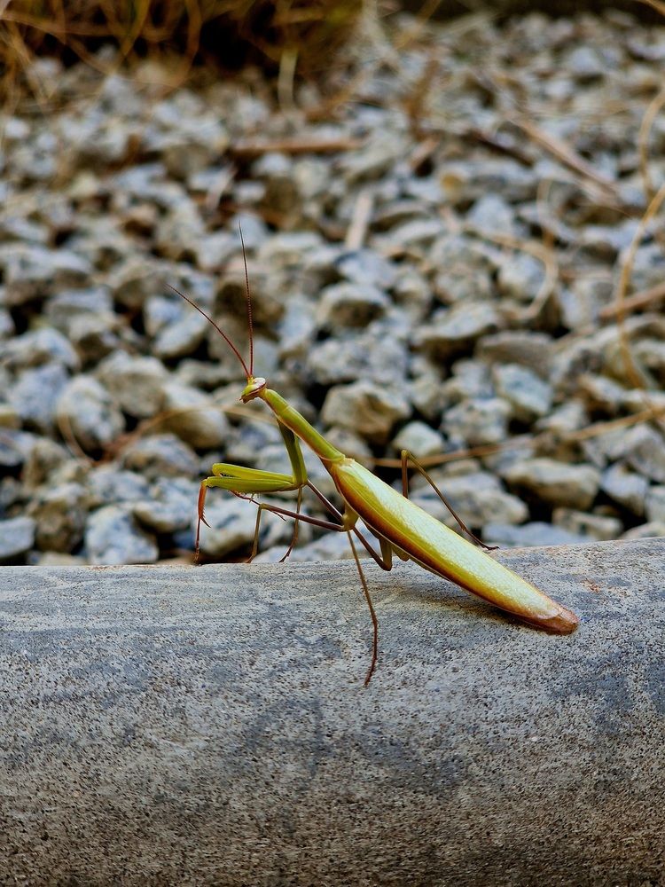 Фотография автора Maryna Pytliak