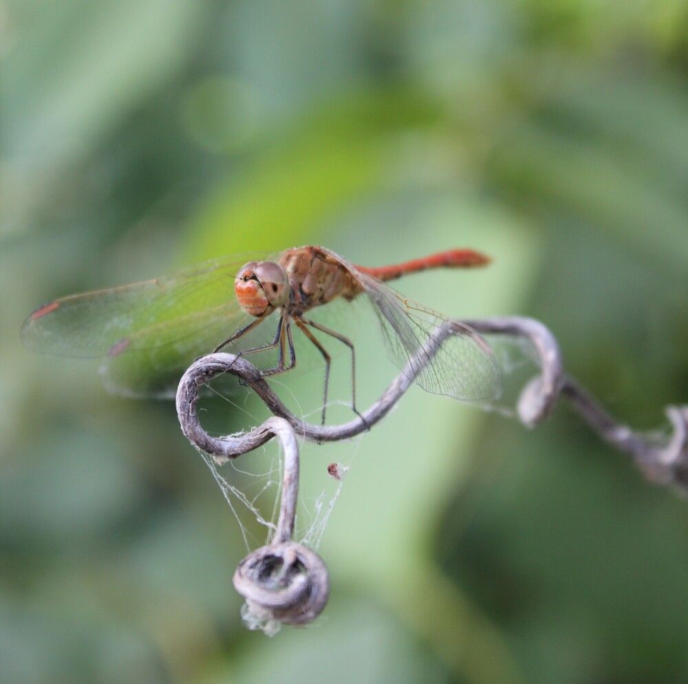 Photograph by Карина Варюхина