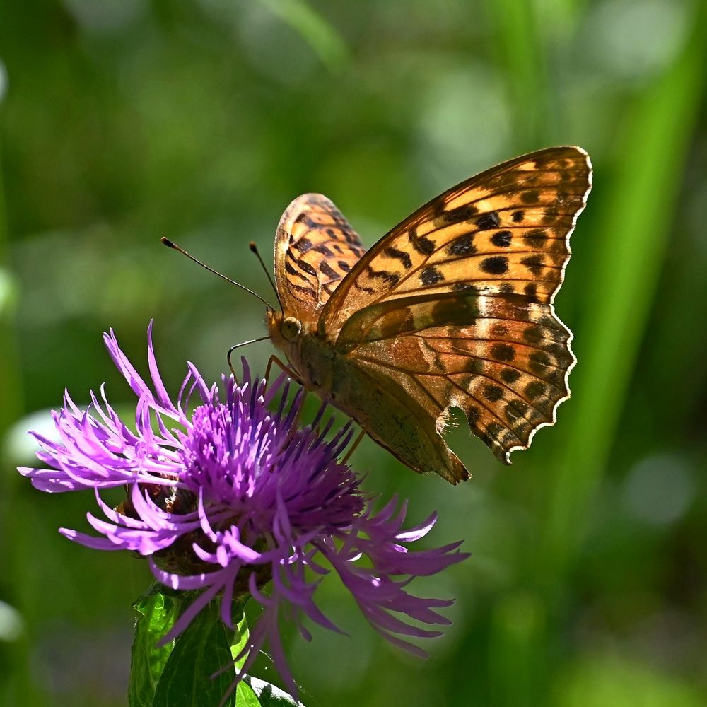 Любительница нектара