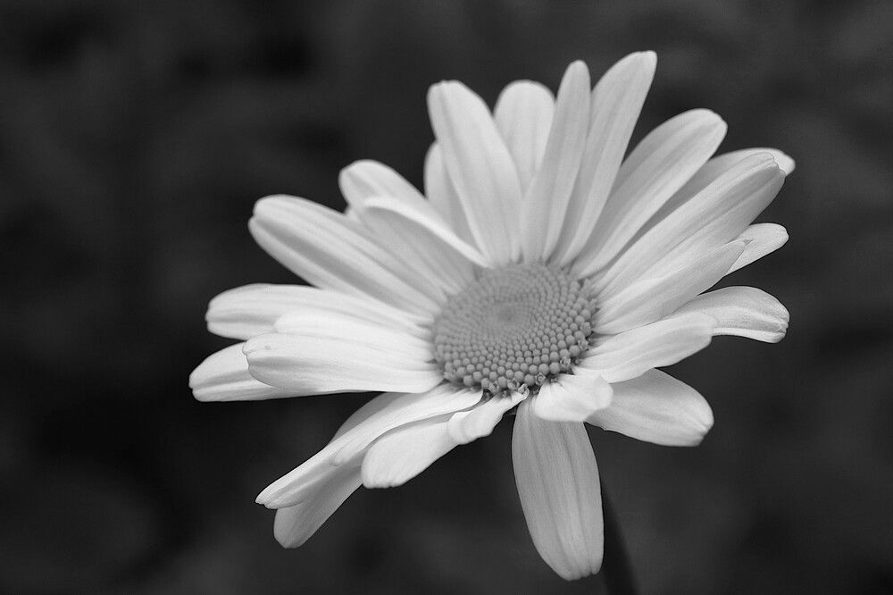 Photograph by Гагик Саркисян
