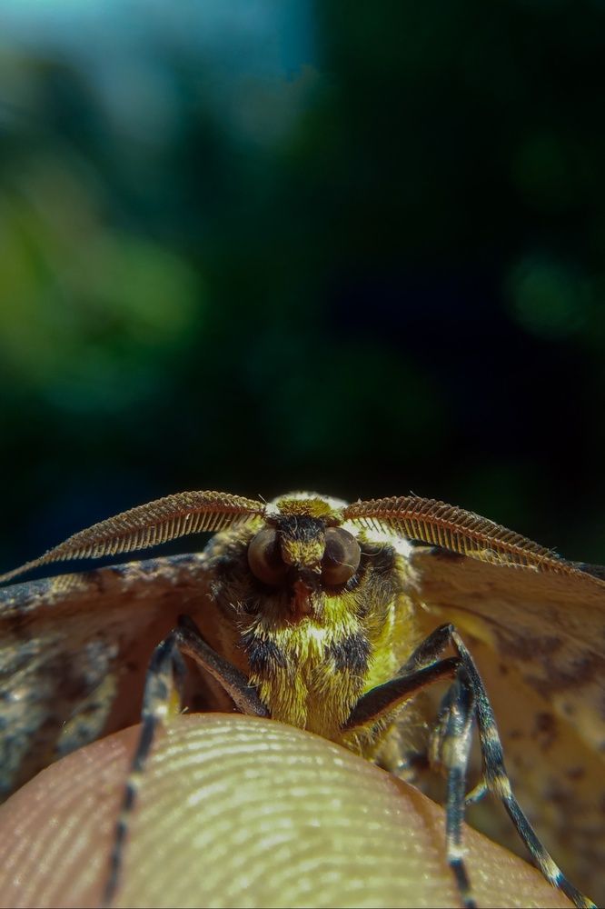 Macro / winged insects
