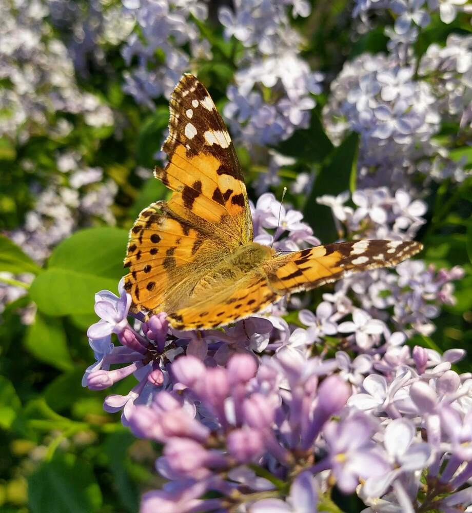 Photograph by Абрам Петерс