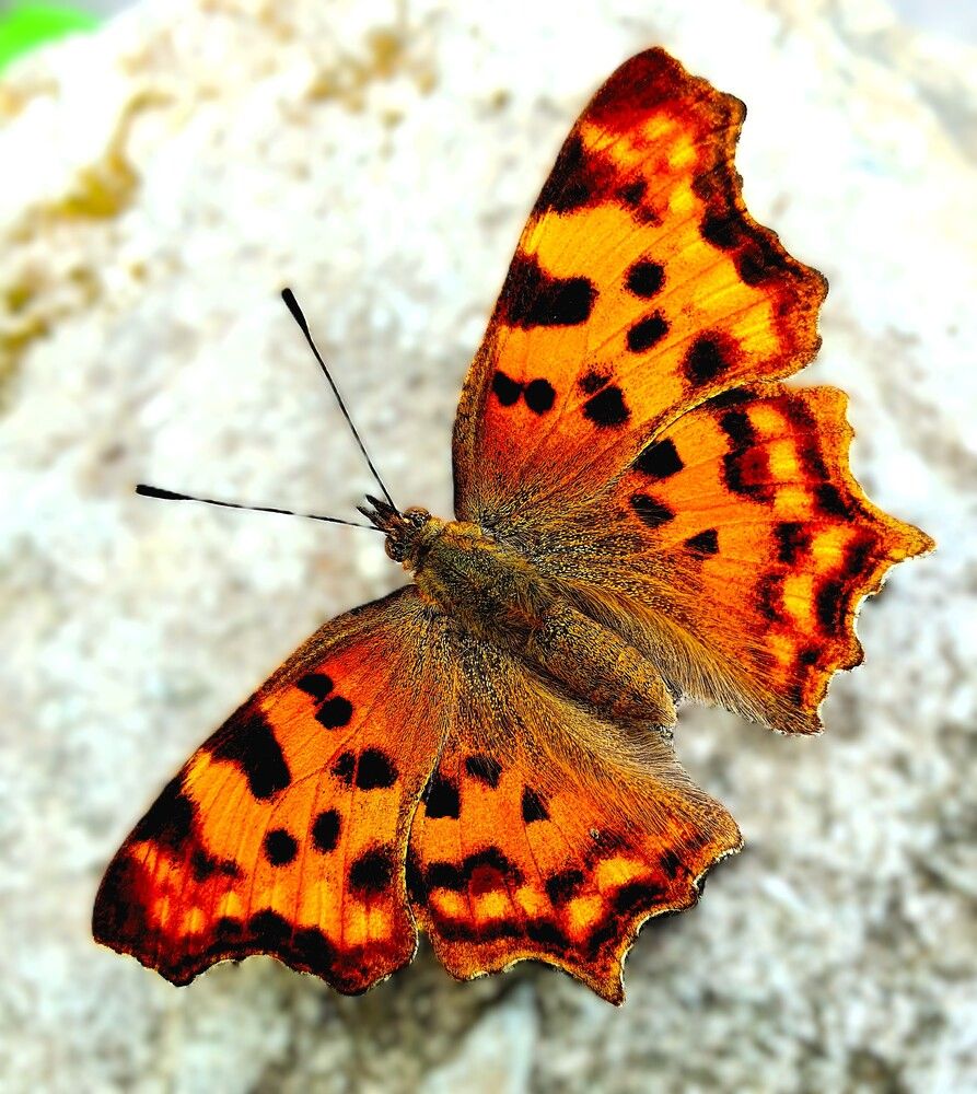 Photograph by Яна Галимуллина