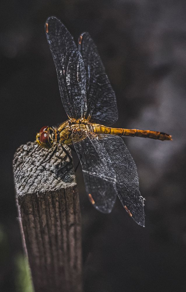 Фотография автора Юлия