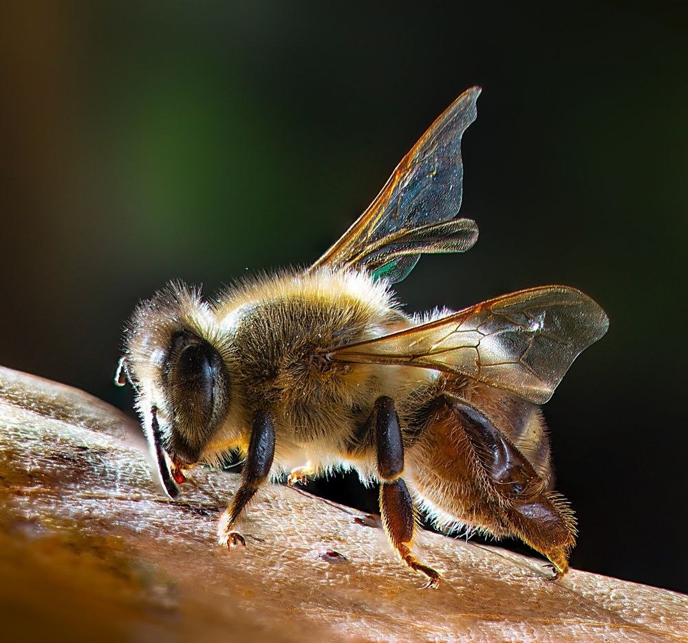 Photograph by Eduardo Modolo