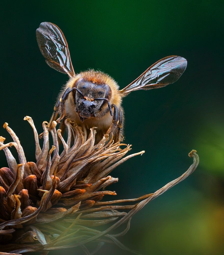 Photograph by Eduardo Modolo