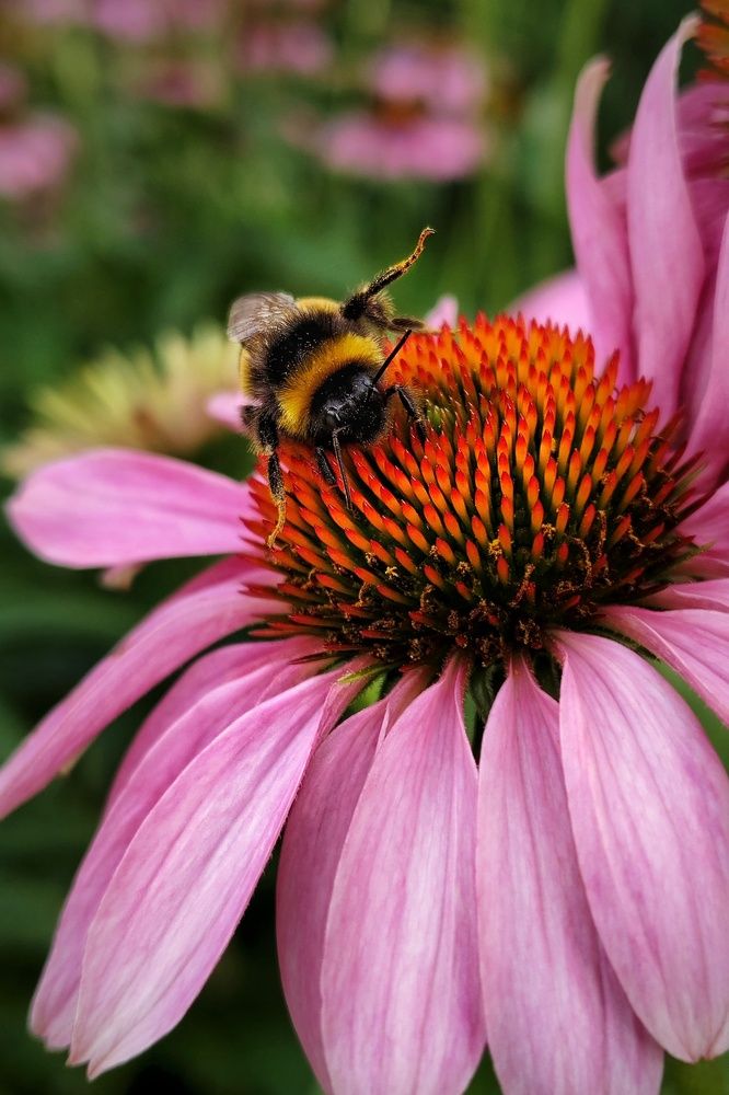 Photograph by Неро Миллена