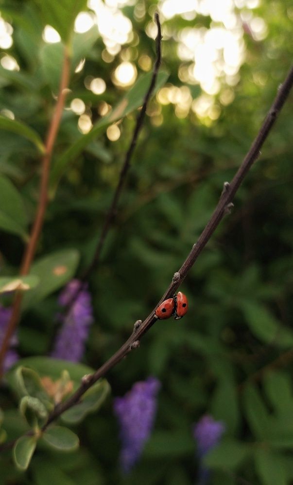 Photograph by Неро Миллена