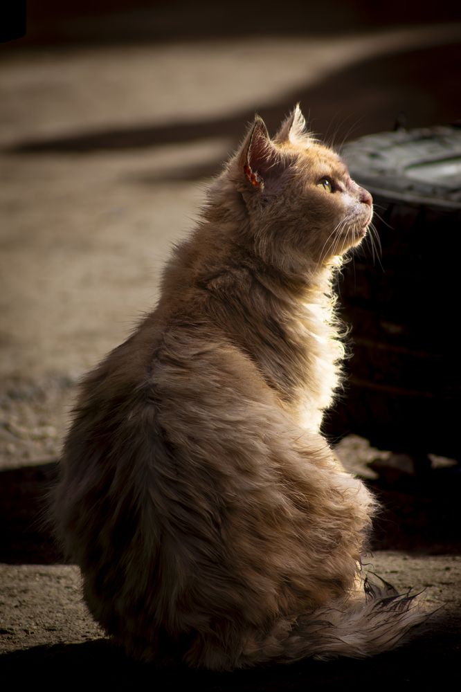 Photograph by Ayman Fawzy