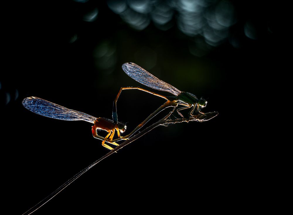 Photograph by Padmanava santra