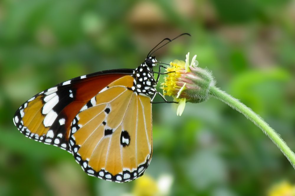 Photograph by Sugha Bapodara