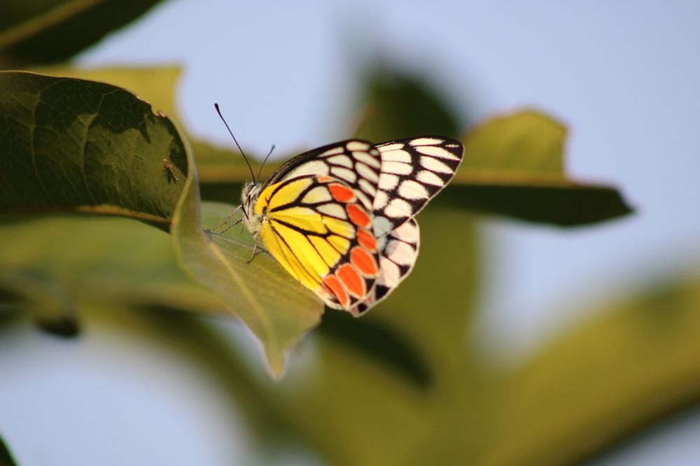 Фотография автора Malay Swarnakar