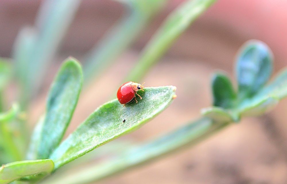 Фотография автора Malay Swarnakar