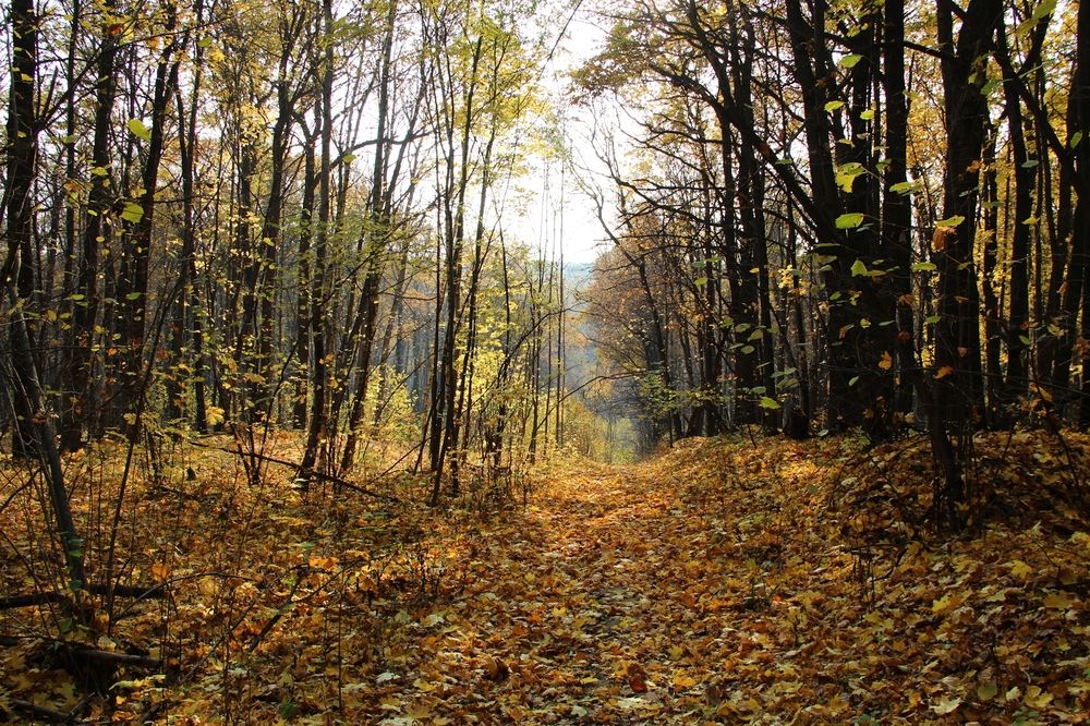 Photograph by Елена Чурынина