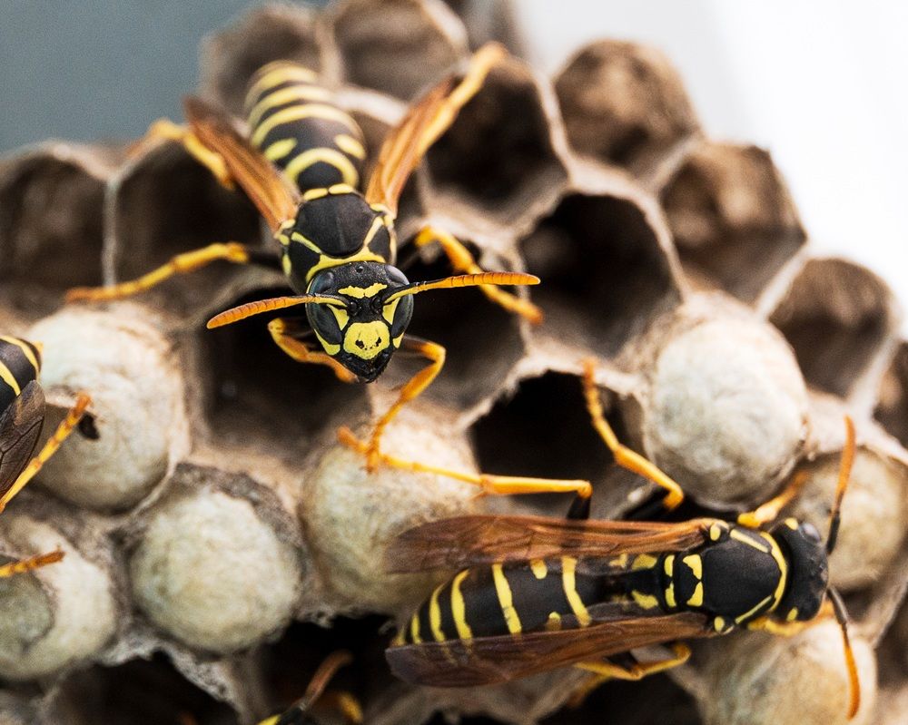 Photograph by Жанна Агафонова