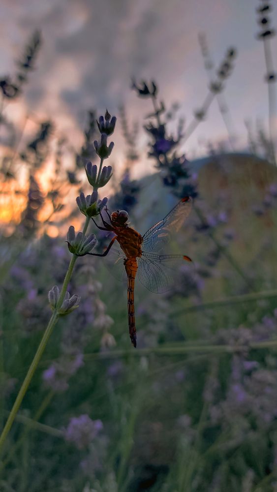 Photograph by Mayya Khrolovich