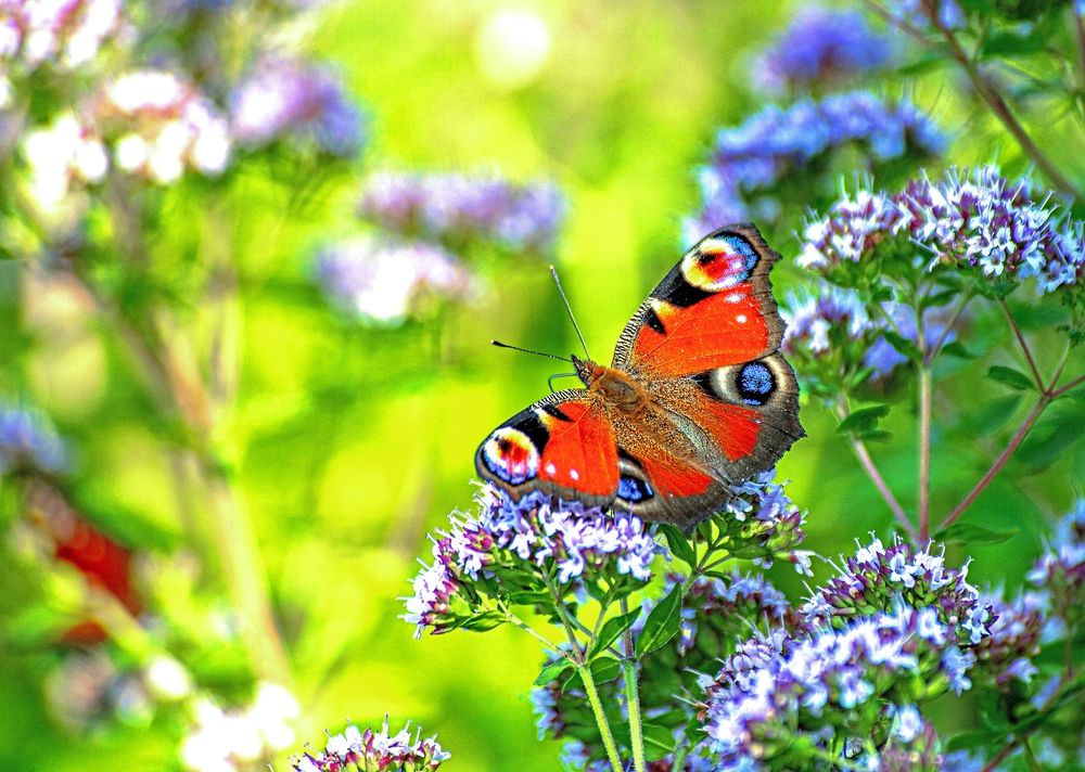 Photograph by Сиваков Алексей