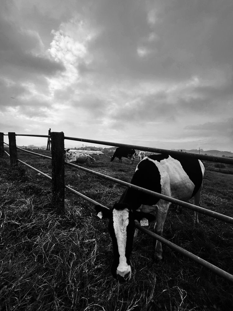 Photograph by Tien Nguyen