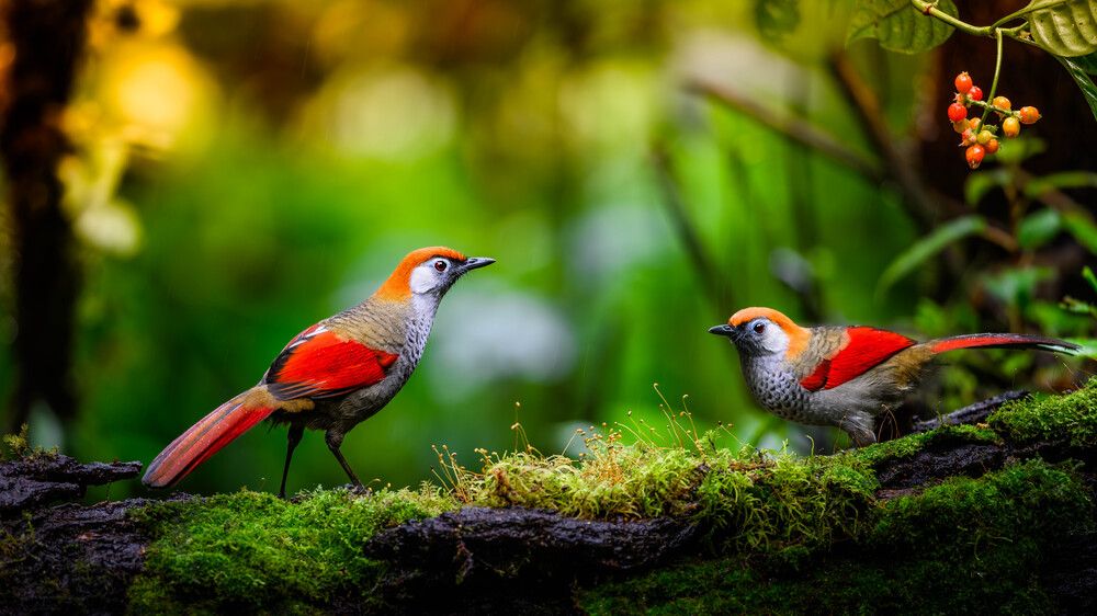 The Red-tailed Babbler in Ngoc Linh Moutain