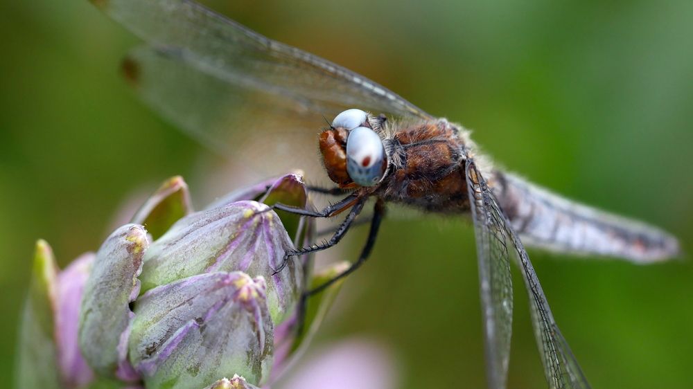 Photograph by Наталья Лобанова