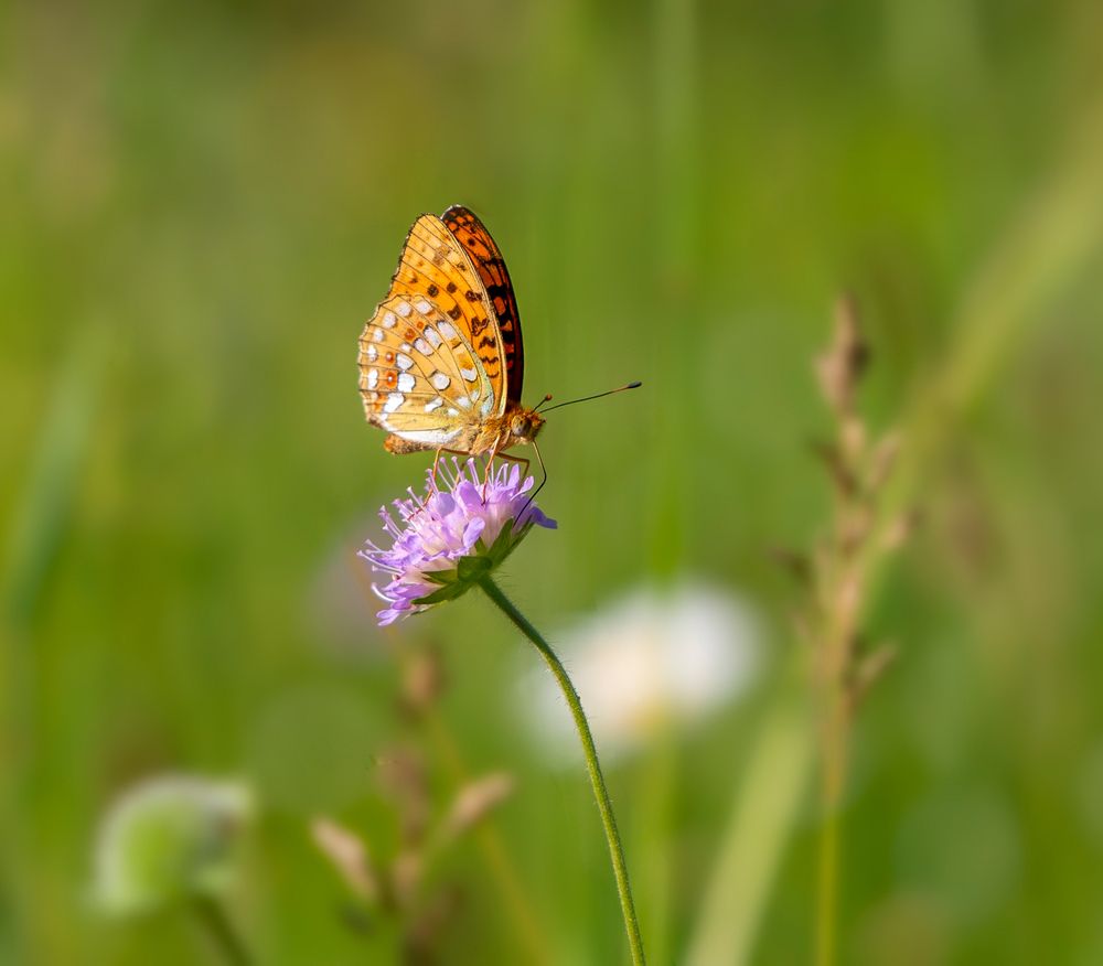 Photograph by Олег Пученков