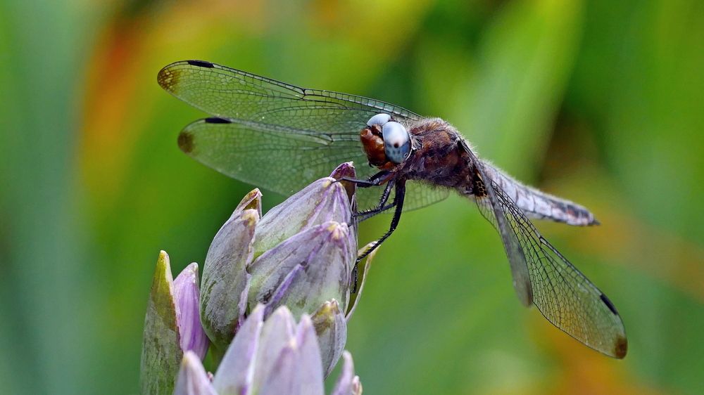 Photograph by Владимир Лобанов