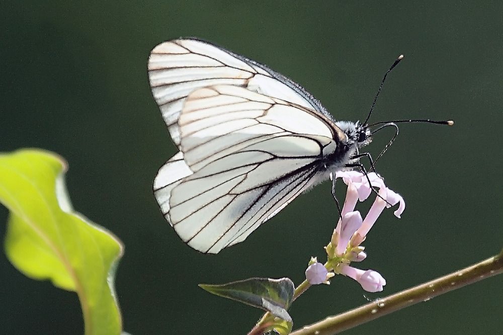 Photograph by Сергей Черных