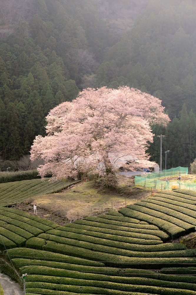 sakura and tea