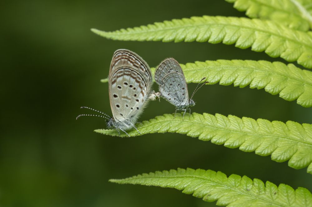 Mating Butterflies