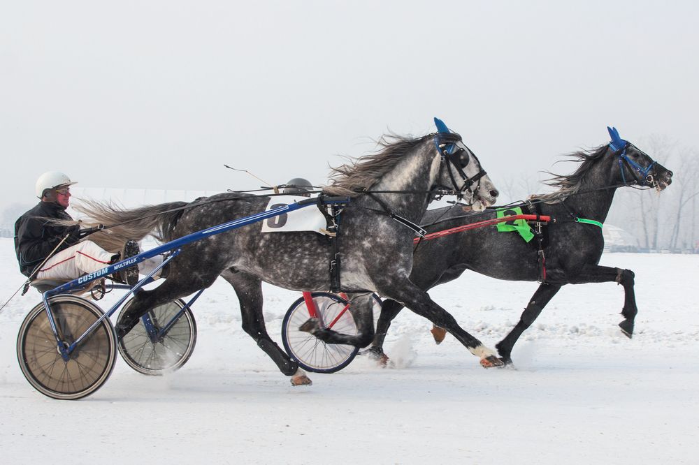 Бег орловских рысаков