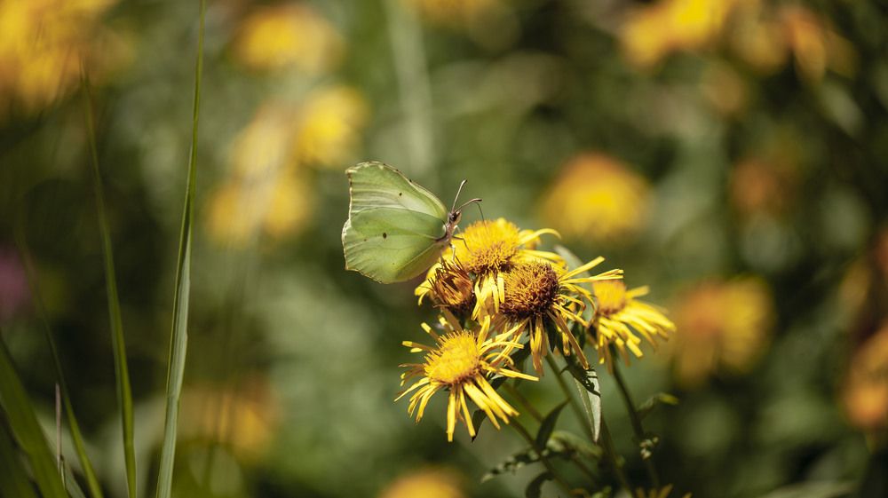 Фотография автора Анна Тихомирова