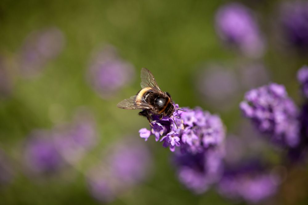 Фотография автора Анна Тихомирова