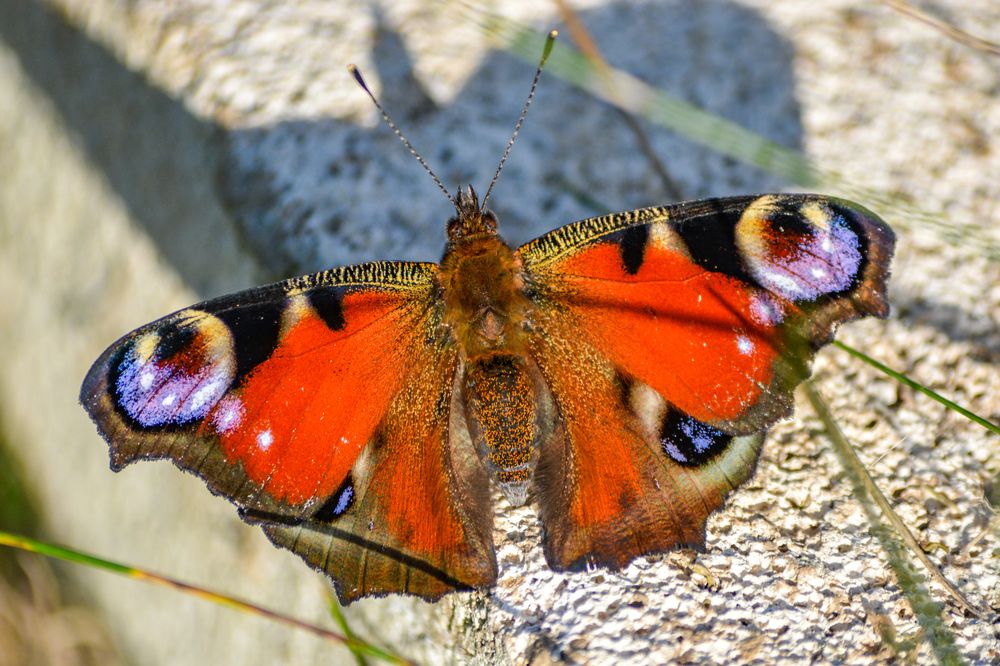 Photograph by Анастасия Гурова