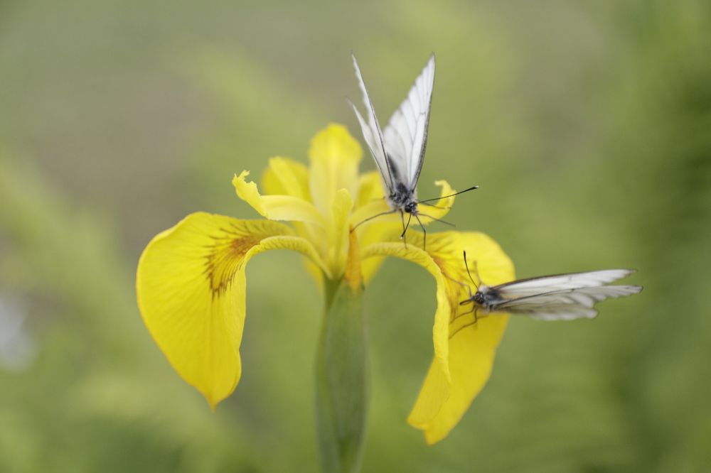 Photograph by Ирина Рыжова