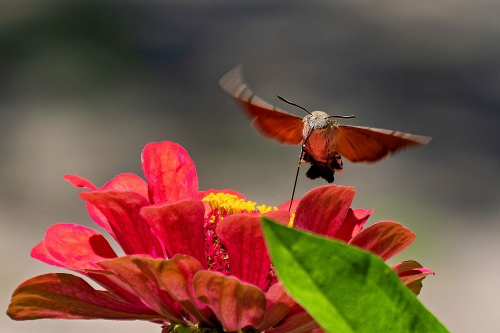 Photograph by Михаил Косолапов