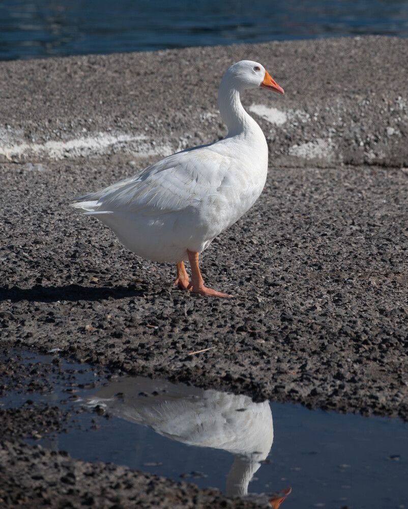 Фотография автора DIMITRIS MPAZIOTOPOULOS