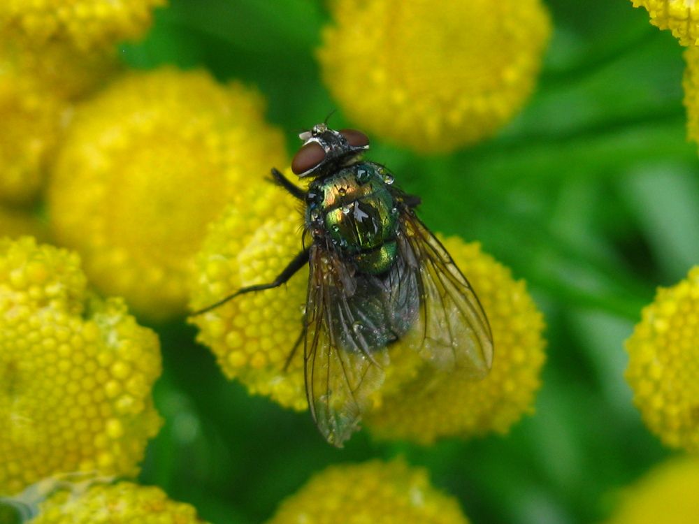 Фотография автора Светлана Капитонова