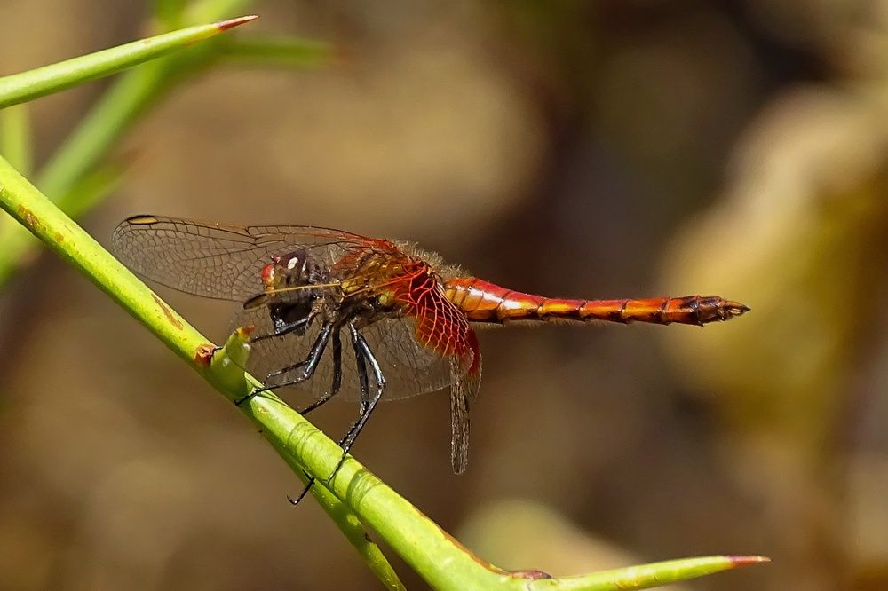 Фотография автора Paula Torrent