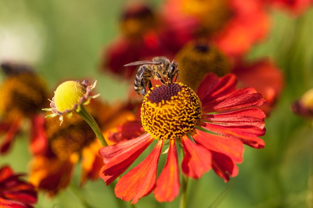 Фотография автора Анна Тихомирова