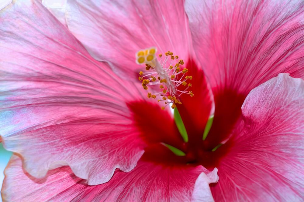 Photograph by A. G. Bisschop