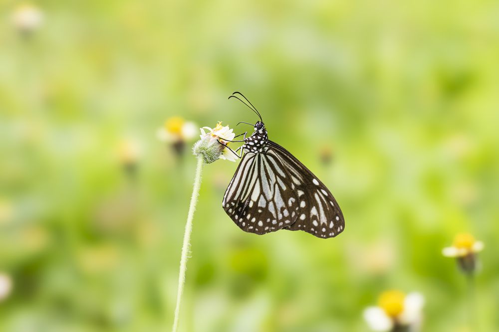 Butterfly in the garden