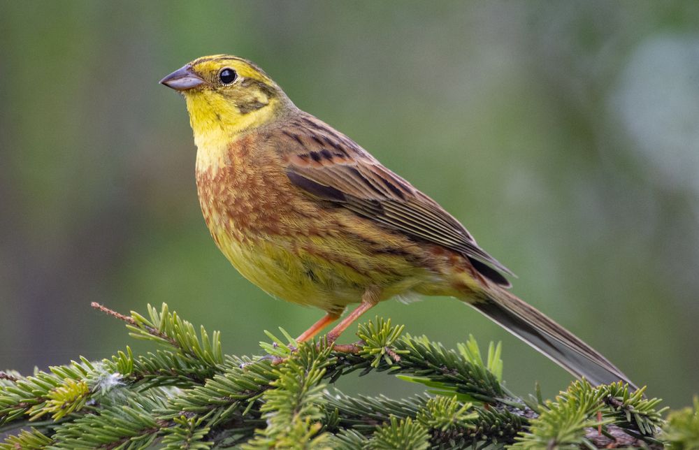 Фотография автора Татьяна Ливеровская