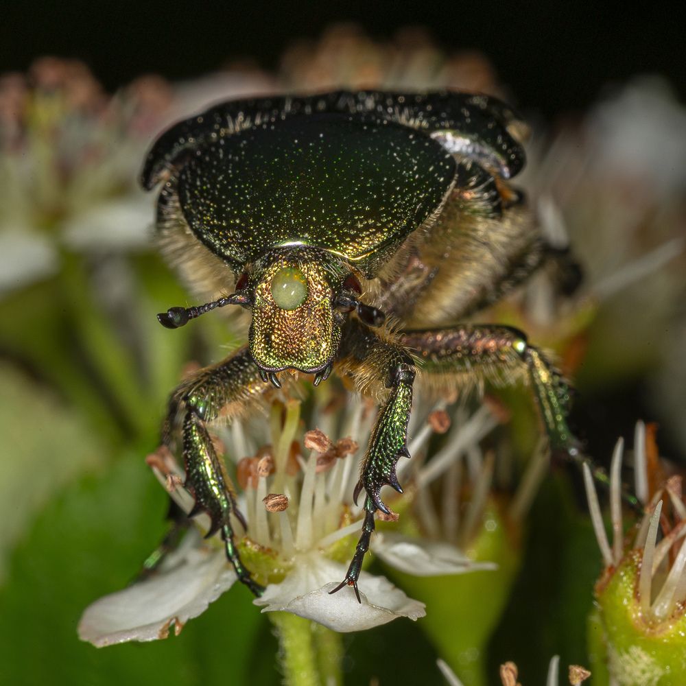 Фотография автора Анатолий Макоедов
