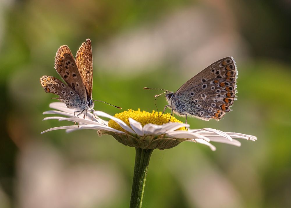 Photograph by Сарапулов Игорь