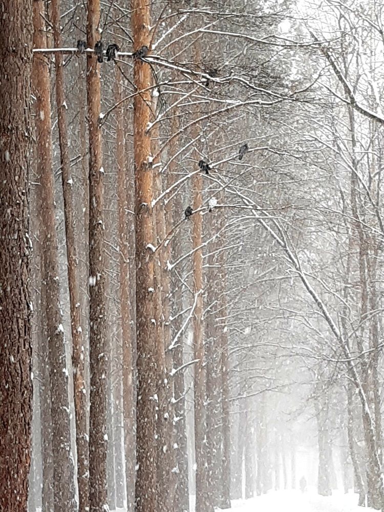 Photograph by Наталья Шендяпина