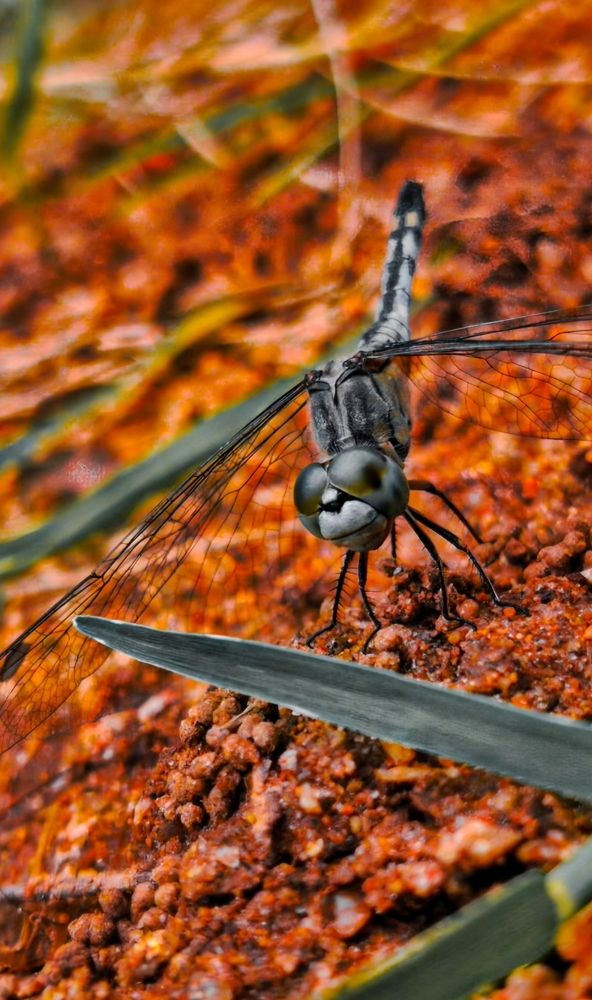 The dragon fly