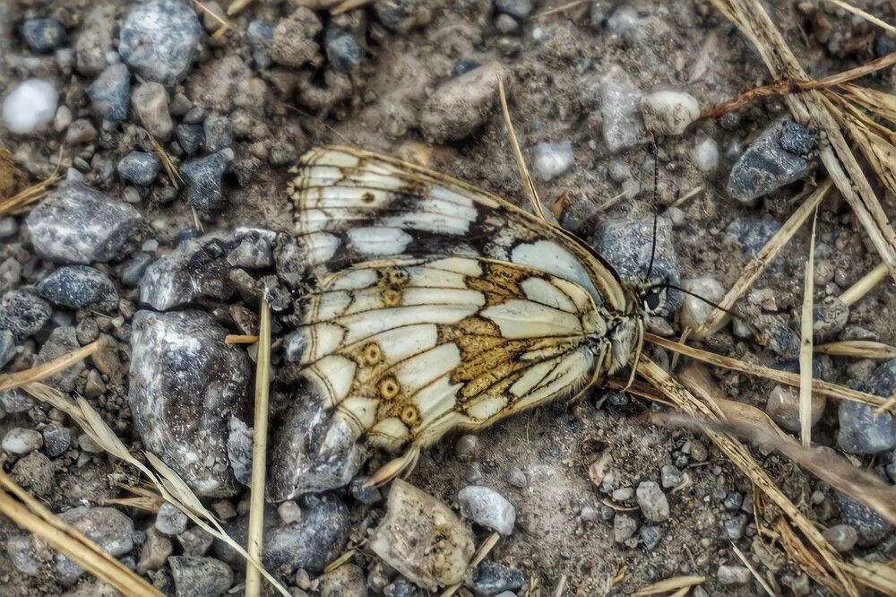 Photograph by Olgafotoos