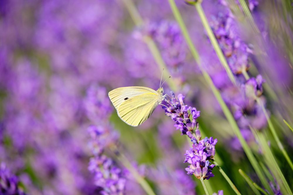 Photograph by Владислав Титов