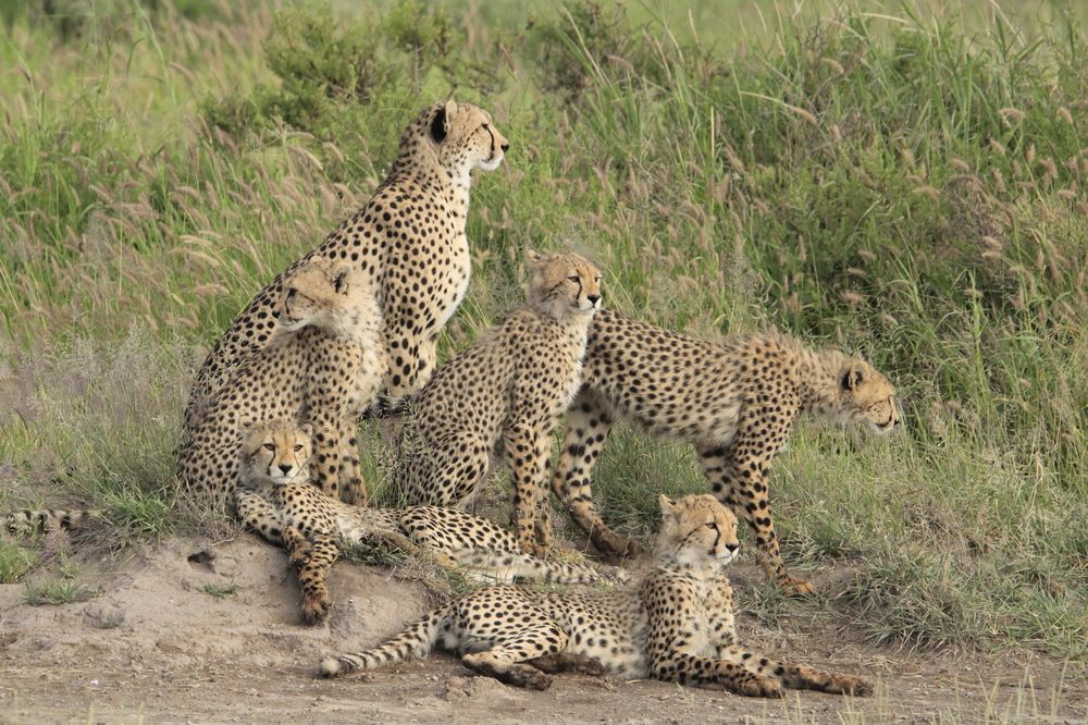 Photograph by Erasti Shish