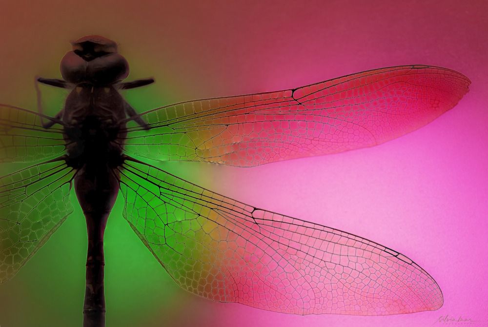 Photograph by Silvia Marcos